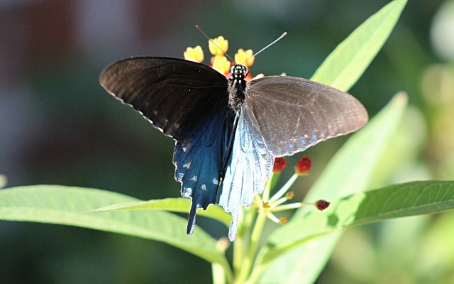 Pipevine Swallowtail Butterfly on Milkweed